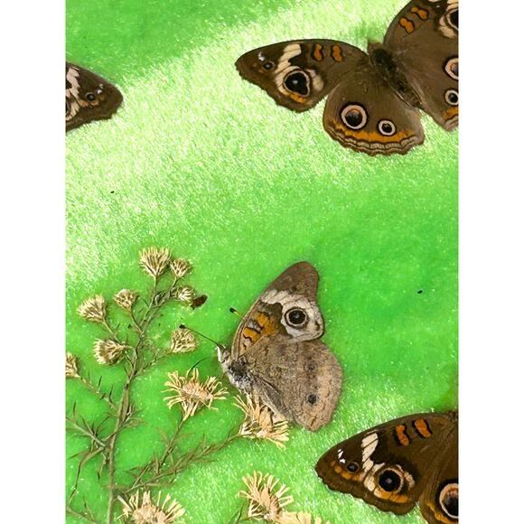 Vintage Framed Taxidermy Butterfly Buckeye Art Specimen Collection Curiosities - Picture 2 of 10